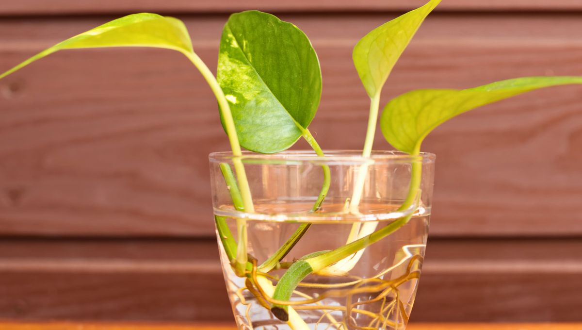 Realiza tus propios arreglos de plantas en casa