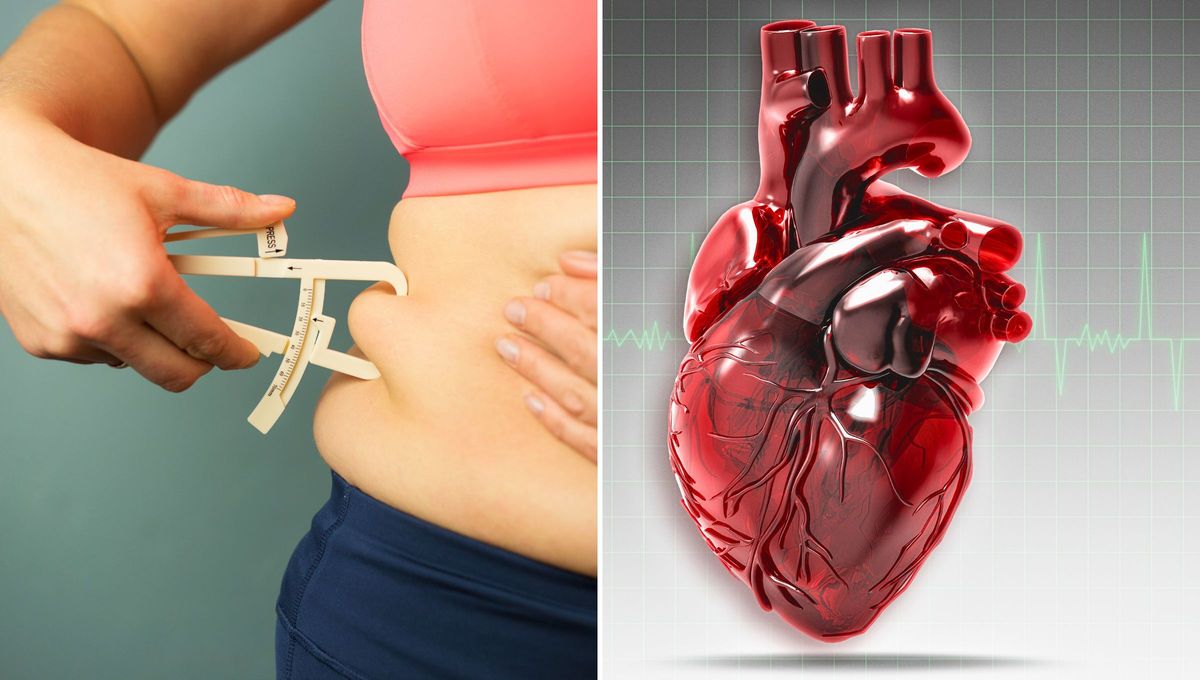 La grasa visceral es un tipo de grasa corporal que se encuentra en la profundidad de las paredes abdominales y rodea los órganos, pudiendo afectar negativamente en el corazón La grasa visceral es un tipo de grasa corporal que se encuentra en la profundidad de las paredes abdominales y rodea los órganos, pudiendo afectar negativamente en el corazón