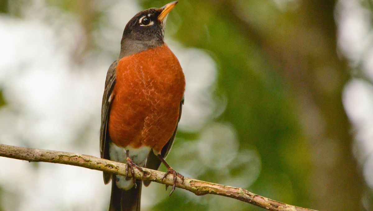 La luz cambiante influye en el comportamiento de las aves, y a medida que la noche se transforma en día y el día en noche, las aves tienden a hacer más ruido a estas horas. La luz cambiante influye en el comportamiento de las aves, y a medida que la noche se transforma en día y el día en noche, las aves tienden a hacer más ruido a estas horas.