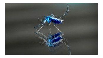 Crearon un radar para salvar al mundo de los mosquitos asesinos