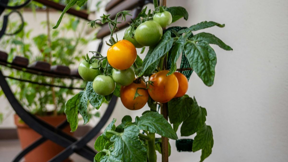 Cómo tener tomates en maceta. Foto: Pexels Cómo tener tomates en maceta. Foto: Pexels