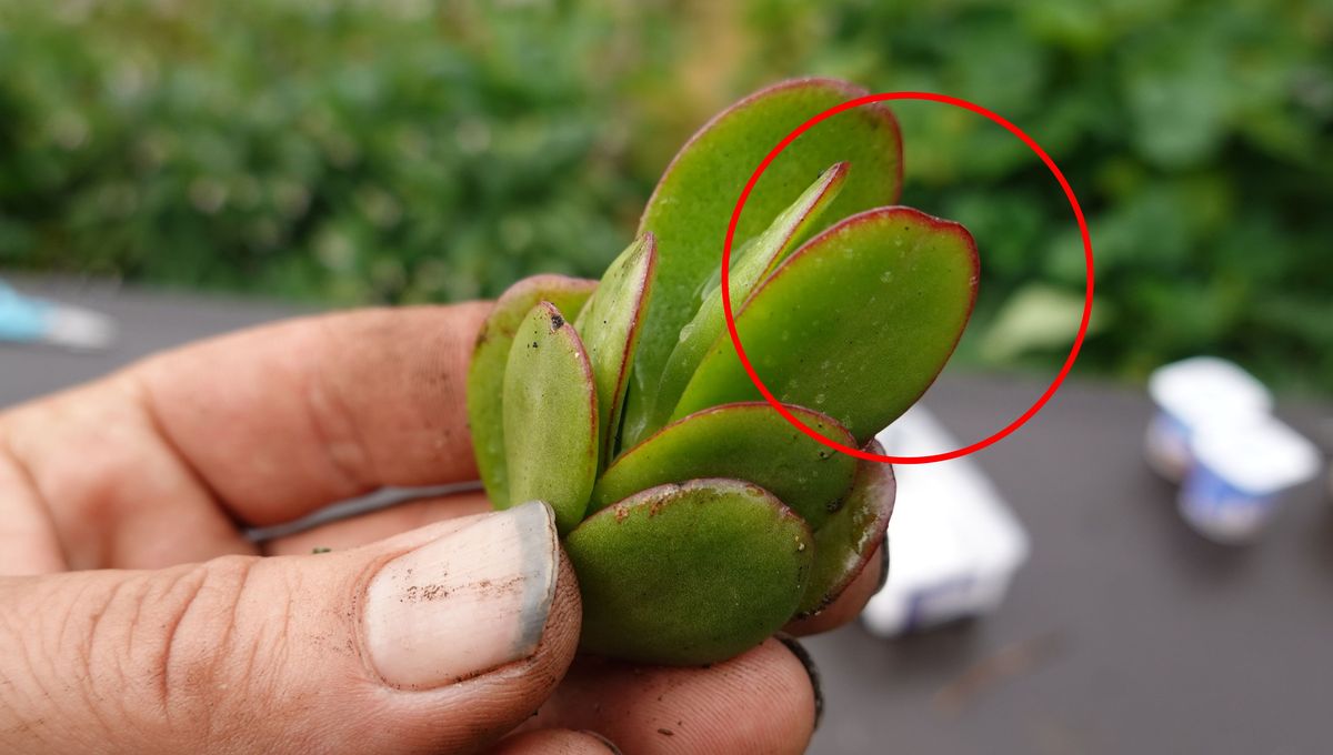 Por qué mi árbol de jade tiene manchas marrones en las hojas y cómo puedo solucionarlo