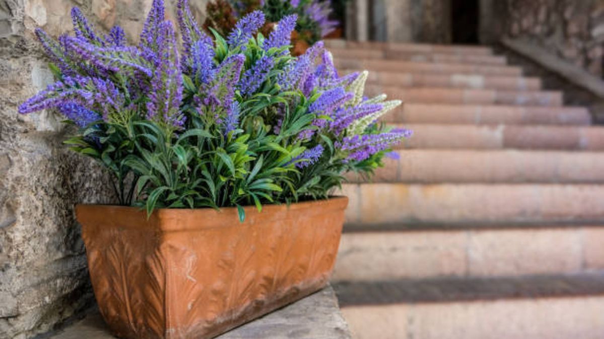 Aprende a sembrar lavanda en maceta.