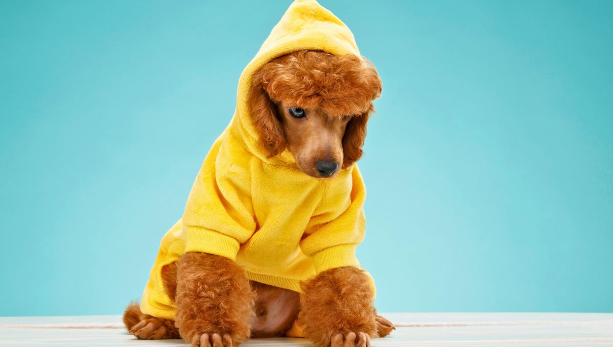 Los abrigos para perros son perfectos para las mascotas con cabello corto o menor resistencia al frío Los abrigos para perros son perfectos para las mascotas con cabello corto o menor resistencia al frío