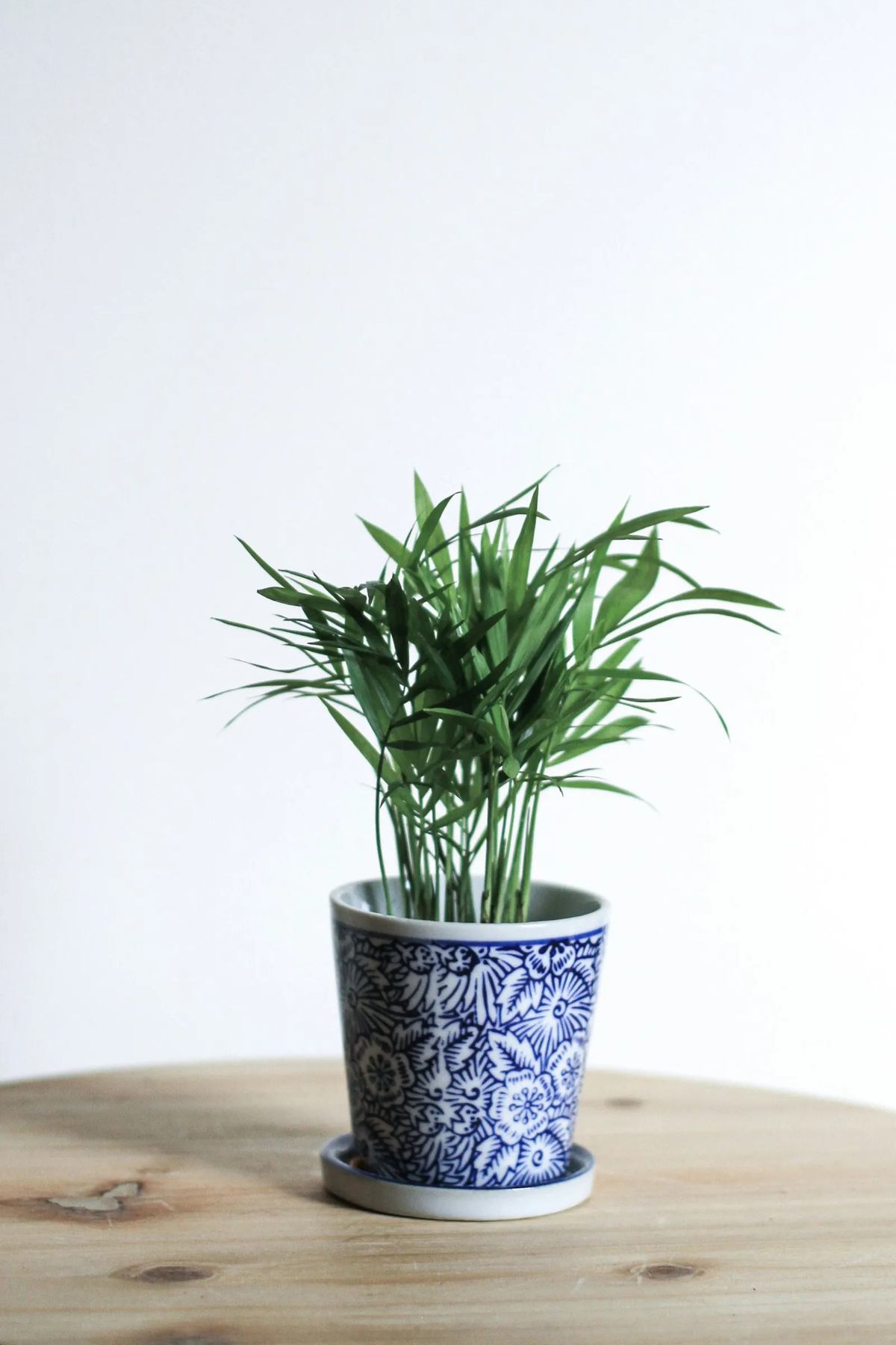 Esta planta debe colocarse en un sitio donde reciba luz solar. Imagen: Freepik.