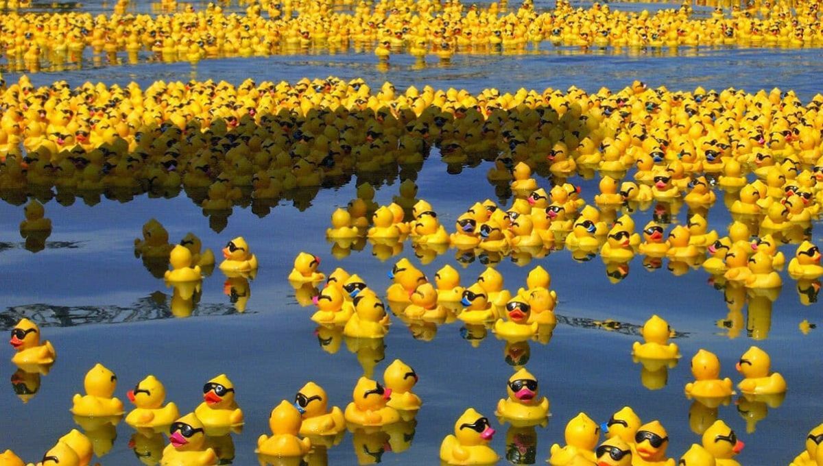 Arrojaron 28 mil patitos al océano y cambiaron lo que se sabía sobre las corrientes marinas