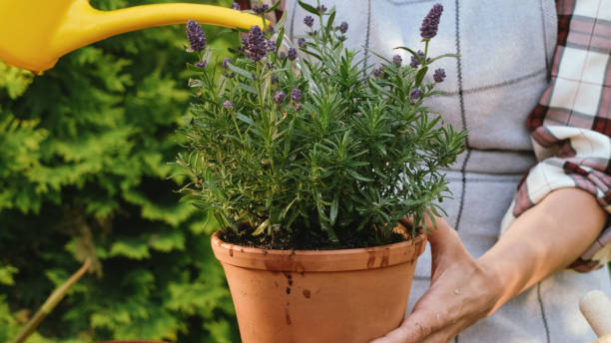 Este abono casero potenciará el crecimiento de tu lavanda.