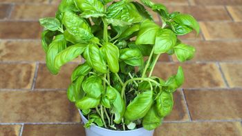 Si tenés una planta de albahaca en casa, te contamos qué significa y qué beneficios trae a tu hogar Si tenés una planta de albahaca en casa, te contamos qué significa y qué beneficios trae a tu hogar
