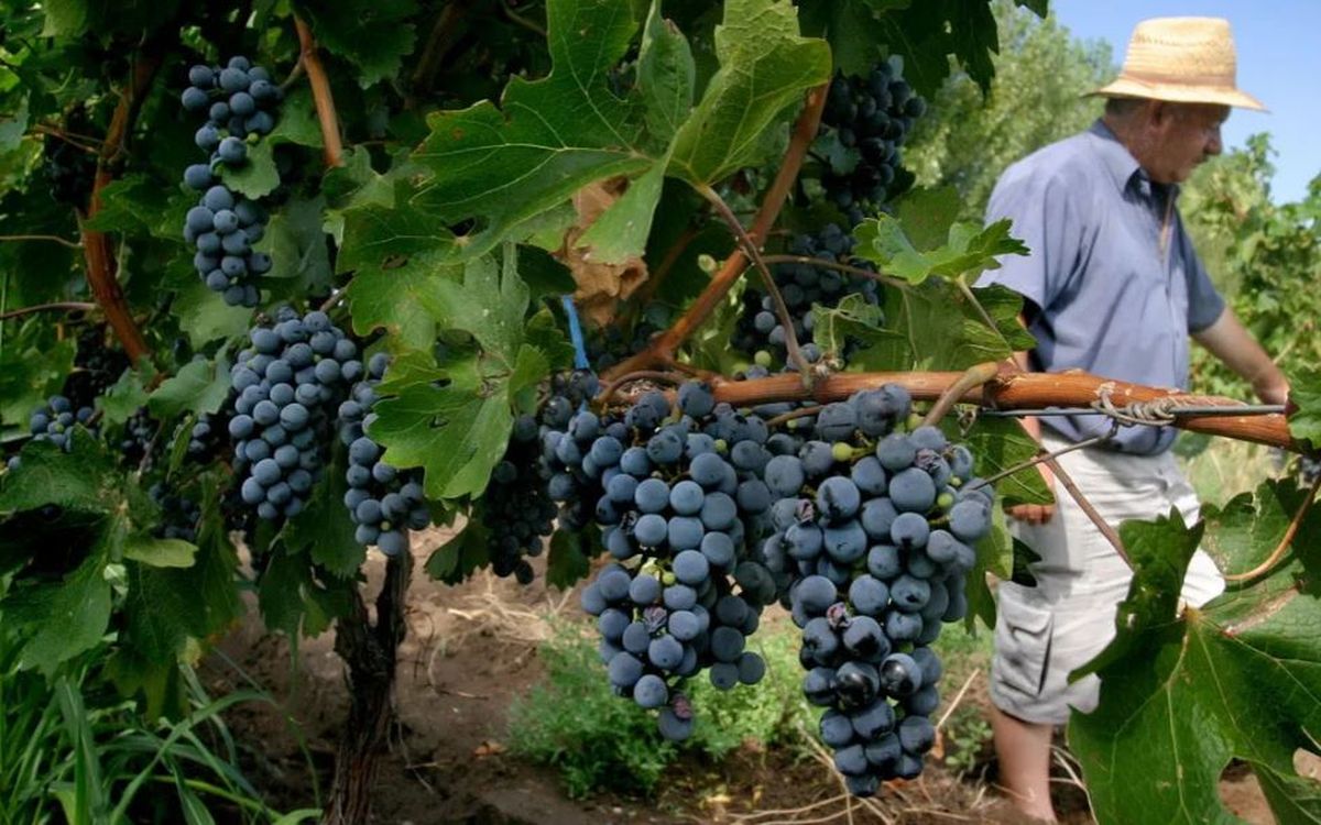La producción vitivinícola puede verse afectada por la baja del PROVIAR II.