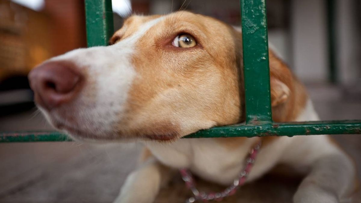 Si nadie reclama a los perritos, serán entregados en adopción.