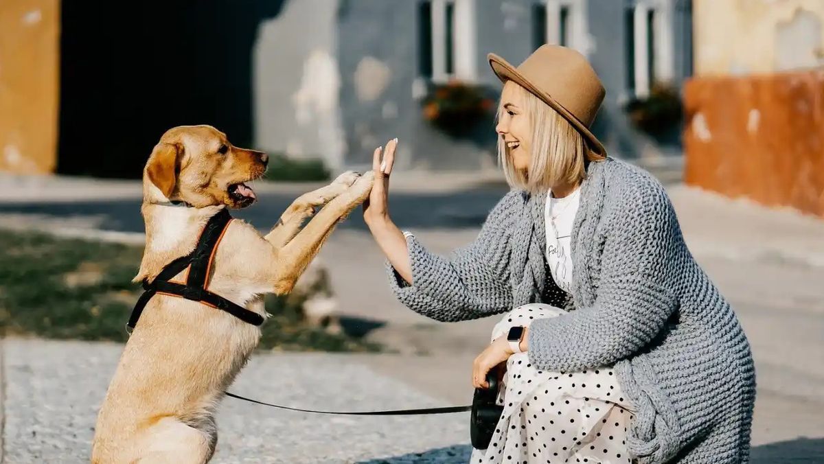 Este es el significado real de por qué tu perro te da la pata