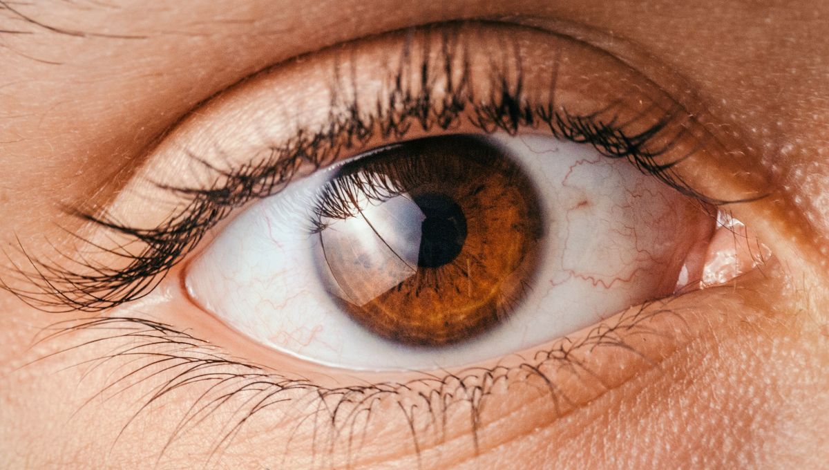 Esta parte de los ojos cumple una función estructural muy importante. Esta parte de los ojos cumple una función estructural muy importante. 