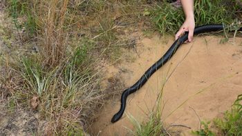 Llevan 10 años liberando serpientes para recuperar una especie clave que desapareció de Estados Unidos