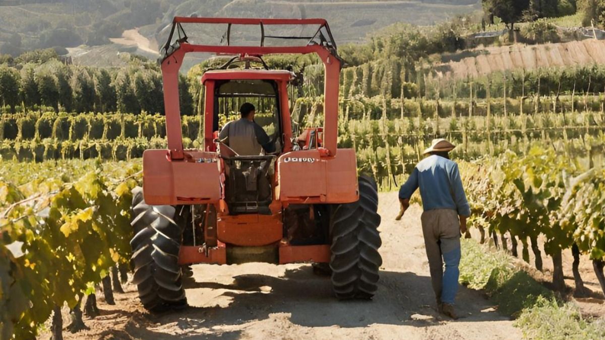 Viñateros y empleados de bodega acordaron un aumento del 29% de aquí a septiembre.