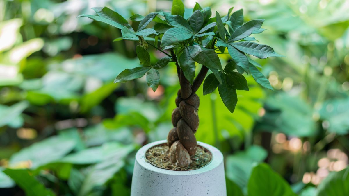 El árbol de tronco exótico que crece en maceta y es un imán para el dinero y la armonía