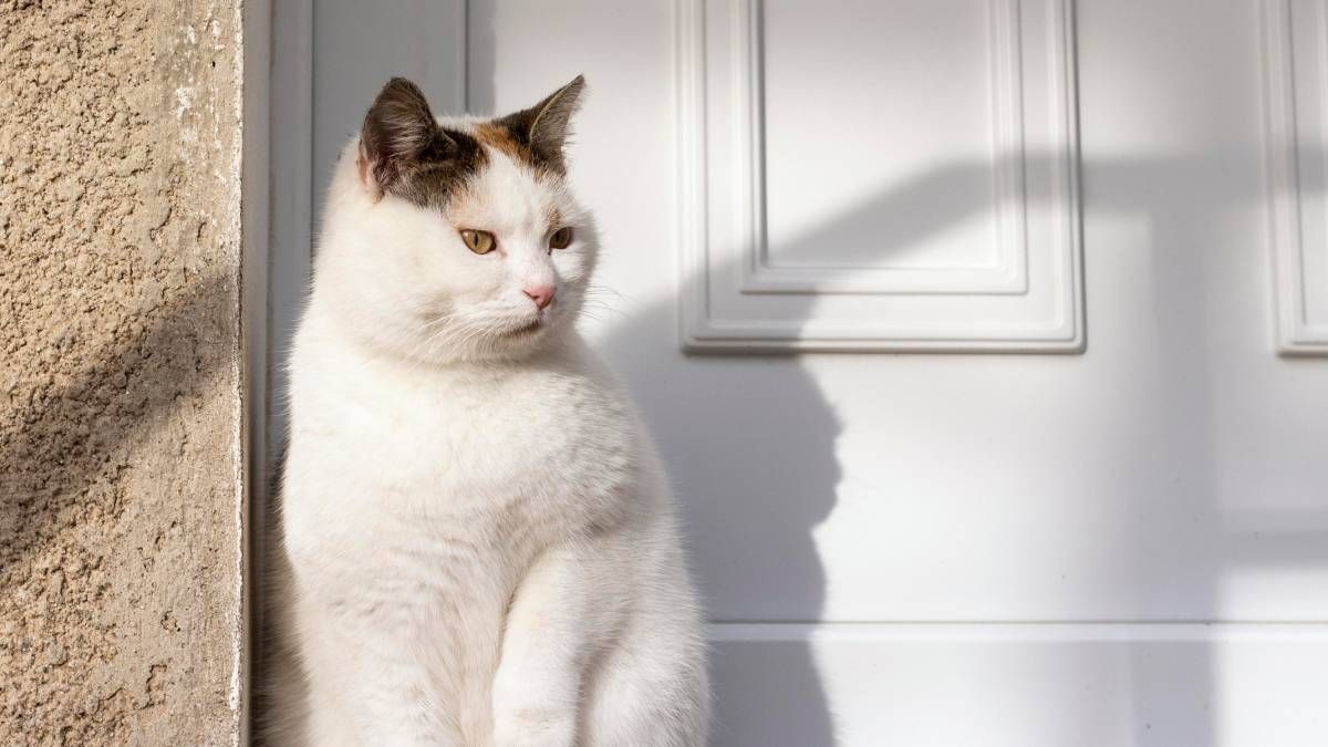 ¿Qué significa que un gato callejero quiera entrar en tu casa?