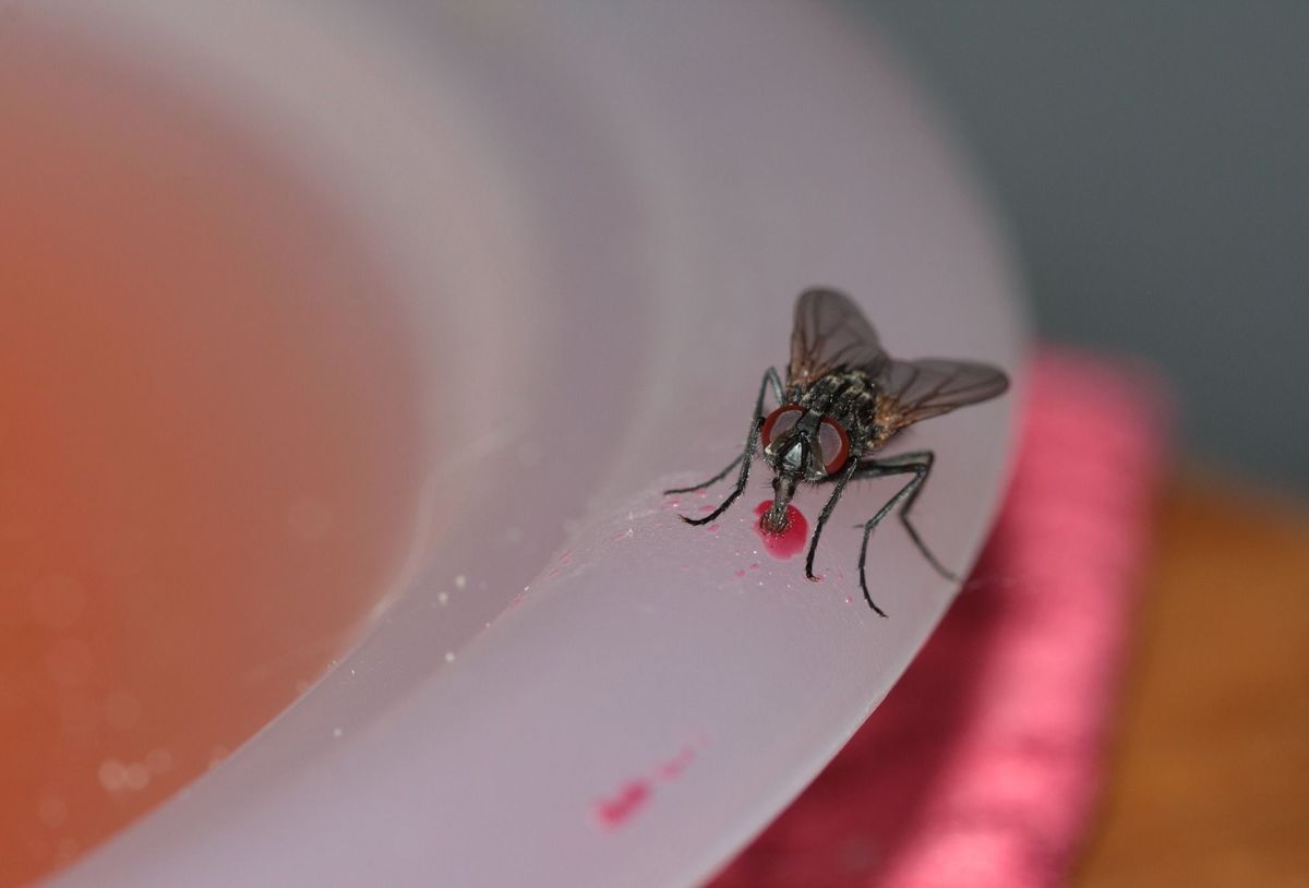 La efectiva trampa casera con vino que evitará que tu habitación se llene de mosquitos La efectiva trampa casera con vino que evitará que tu habitación se llene de mosquitos