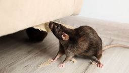 Las ratas son una de las plagas más presentes en casa. Las ratas son una de las plagas más presentes en casa.
