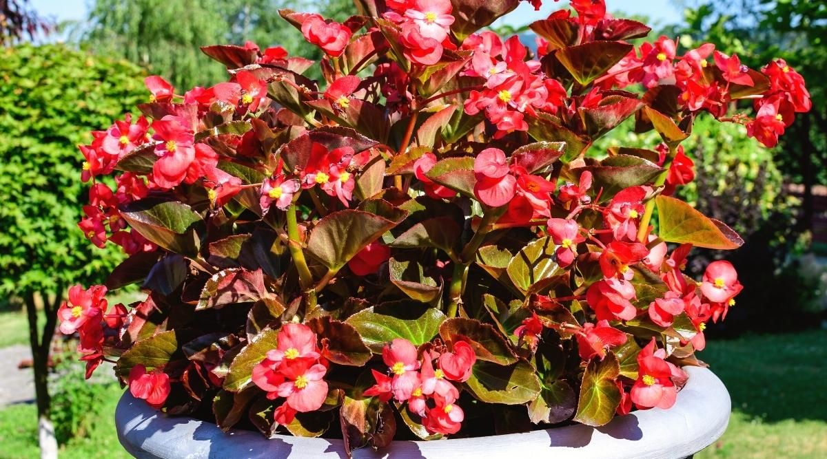 Aprende a cuidar estas hermosas plantas para que luzcan su esplendor y florezcan como nunca. Aprende a cuidar estas hermosas plantas para que luzcan su esplendor y florezcan como nunca.