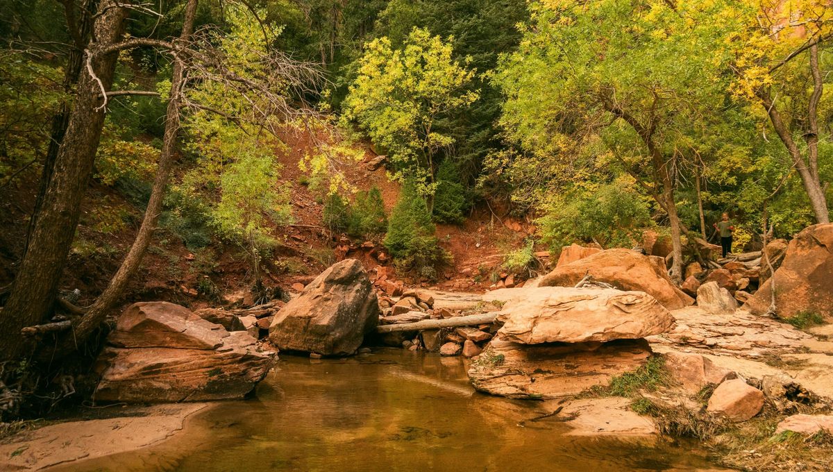 Solo dos provincias argentinas no cuentan con Parques Nacionales que preserven la flora y la fauna. Solo dos provincias argentinas no cuentan con Parques Nacionales que preserven la flora y la fauna.