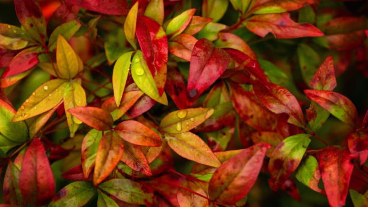 Esta planta llenará de color tu jardín.