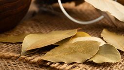 El ritual con laurel que debes hacer antes del 31 de diciembre para empezar el 2026 con dinero y buena suerte El ritual con laurel que debes hacer antes del 31 de diciembre para empezar el 2026 con dinero y buena suerte