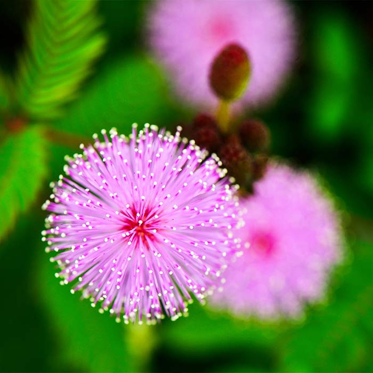 Las flore sde esta planta son un encanto. Imagen: Freepik Las flore sde esta planta son un encanto. Imagen: Freepik