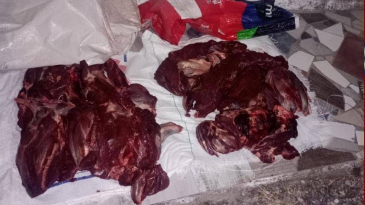 Los 38 kilos de carne de Guanaco eran transportados en una Hilux sin las condiciones adecuadas.