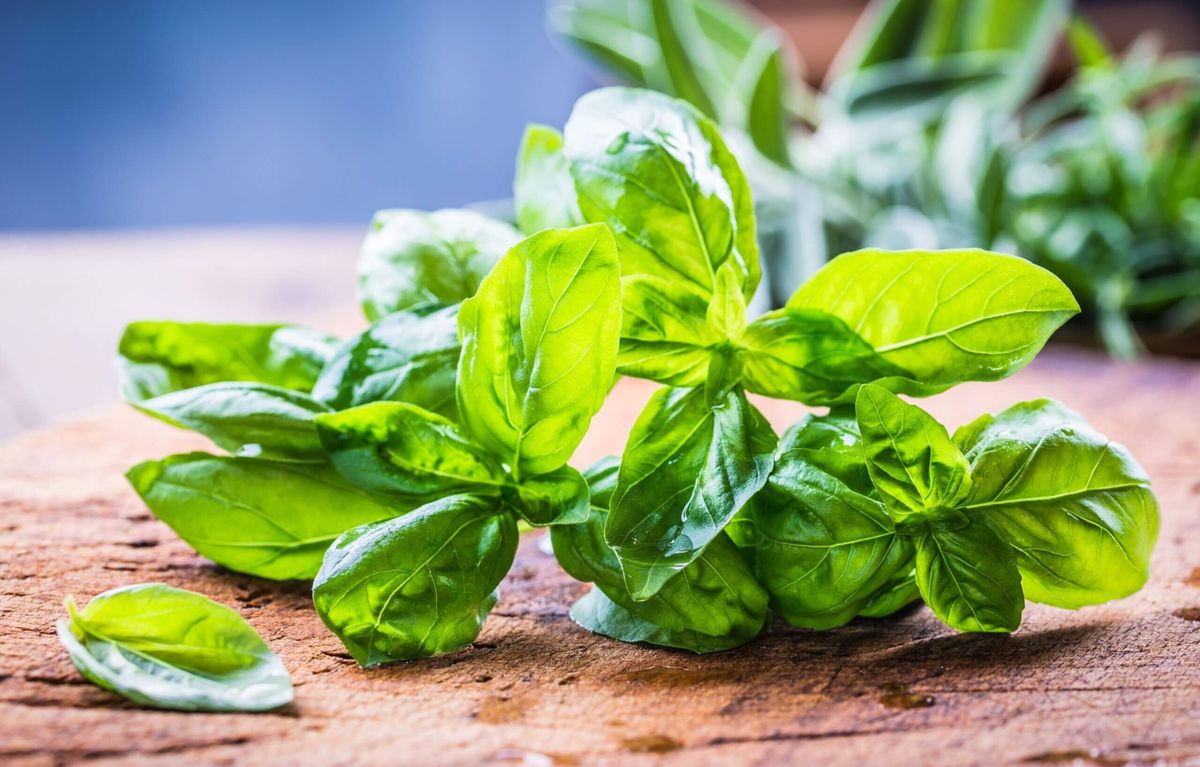 Toma aire al saber qué pasa si comes una hoja de albahaca todos los días. Toma aire al saber qué pasa si comes una hoja de albahaca todos los días.