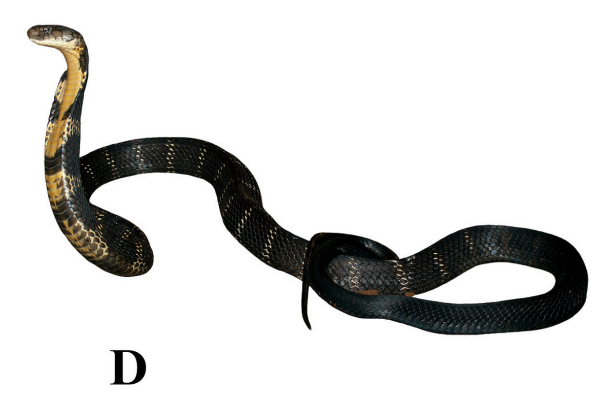 El descubrimiento de una cobra gigante y venenosa que dejó sin palabras a los científicos El descubrimiento de una cobra gigante y venenosa que dejó sin palabras a los científicos