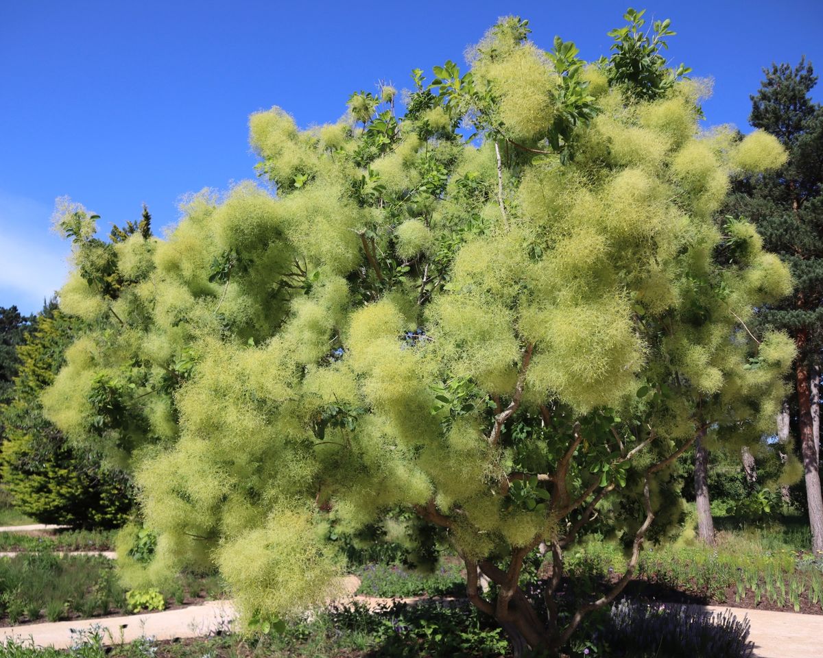 Así luce el árbol de las pelucas en verano.