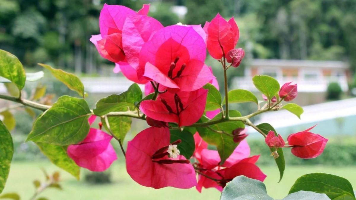 Qué significa tener una planta de Santa Rita en el jardín