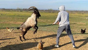 Polémico entrenamiento de un luchador de UFC: se practica peleando con cabras