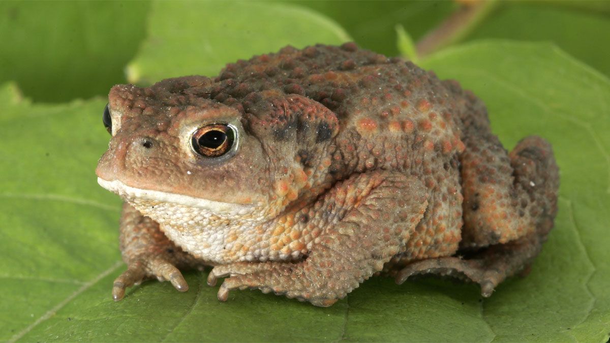 Los sapos son más gordinflones que las ranas. Los sapos son más gordinflones que las ranas.