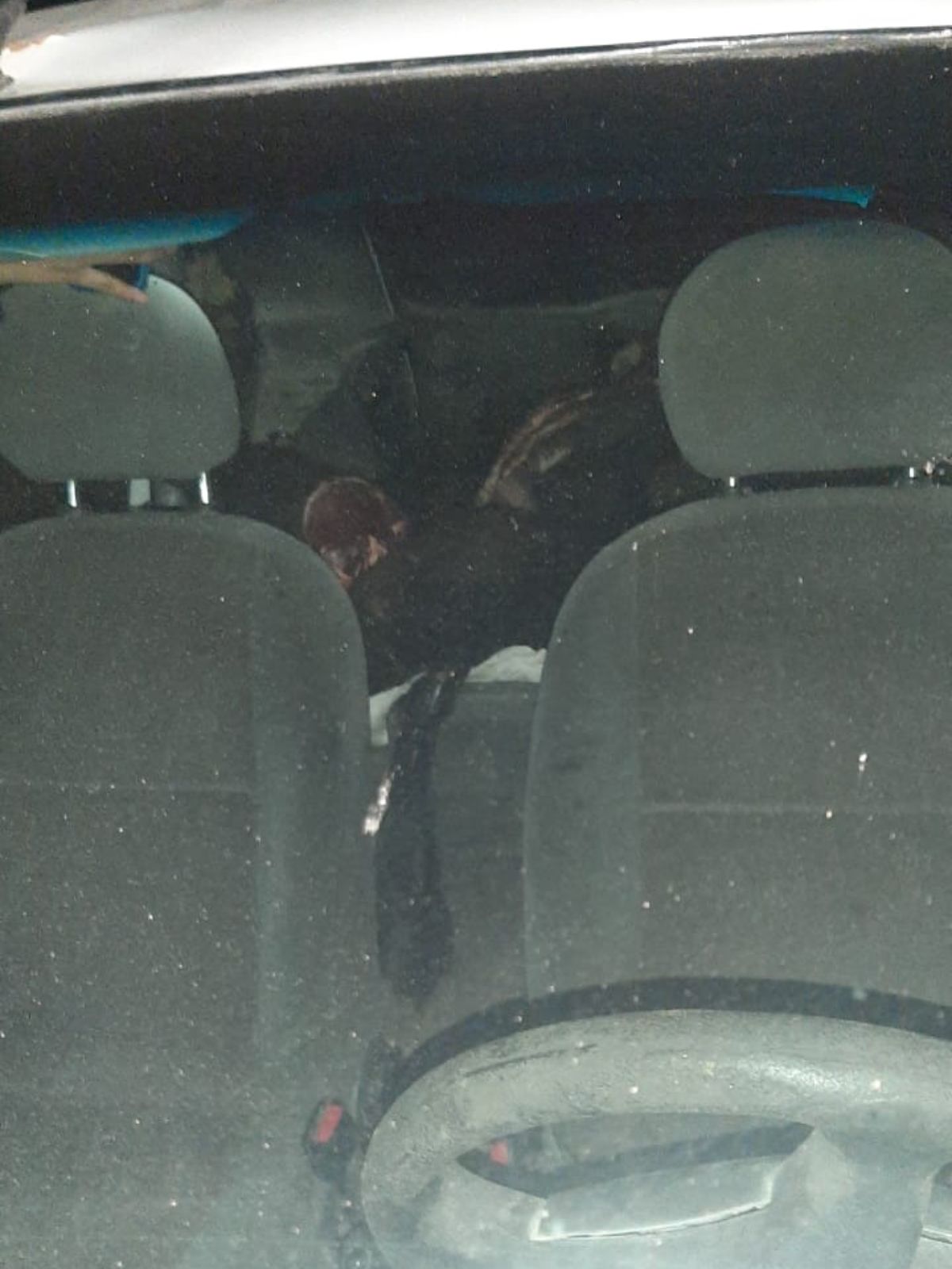 Otra imagen de la res eviscerada e instalada en la parte trasera del auto que usaron los delincuentes para robar a este animal en Tupungato. Otra imagen de la res eviscerada e instalada en la parte trasera del auto que usaron los delincuentes para robar a este animal en Tupungato.