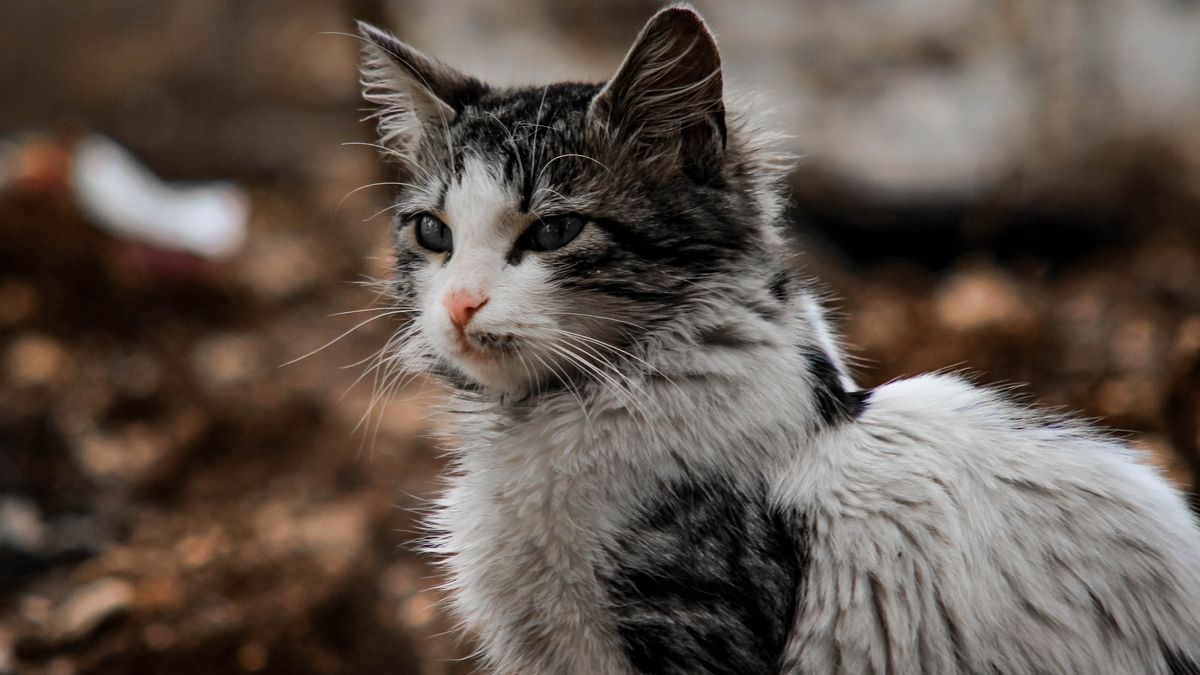 La nariz del gato modifica su estado a lo largo del día en función del entorno.