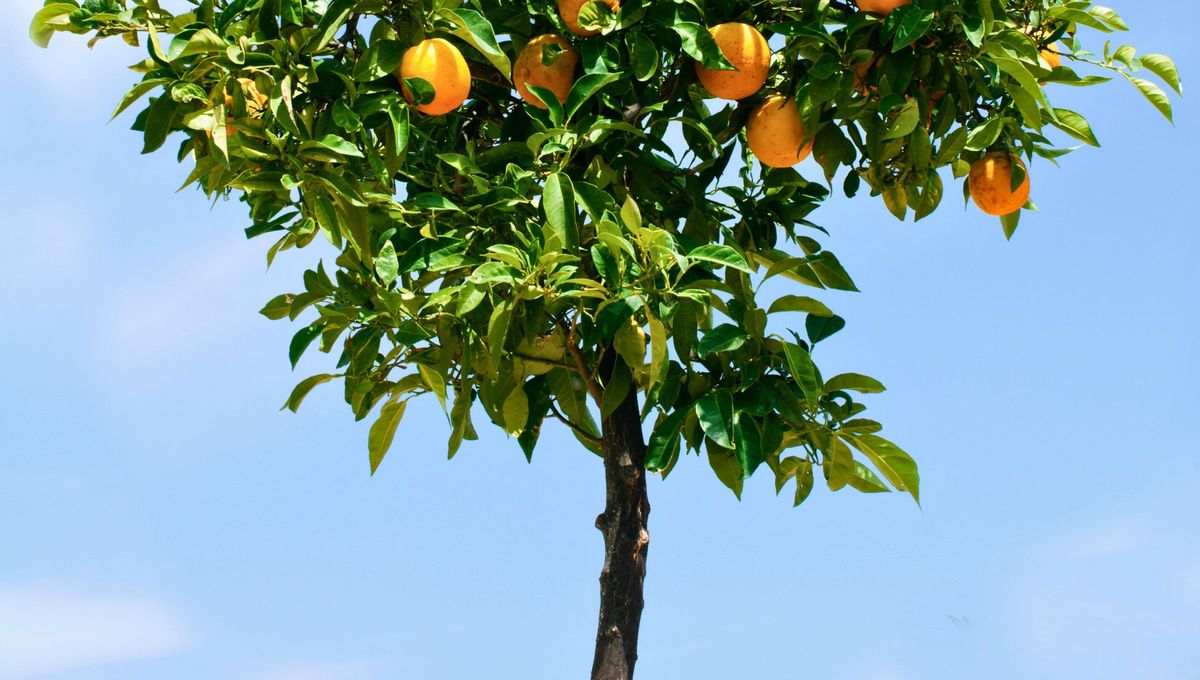 Las hormigas aparecen en los &aacute;rboles frutales donde est&aacute;n activos los insectos chupadores de savia.