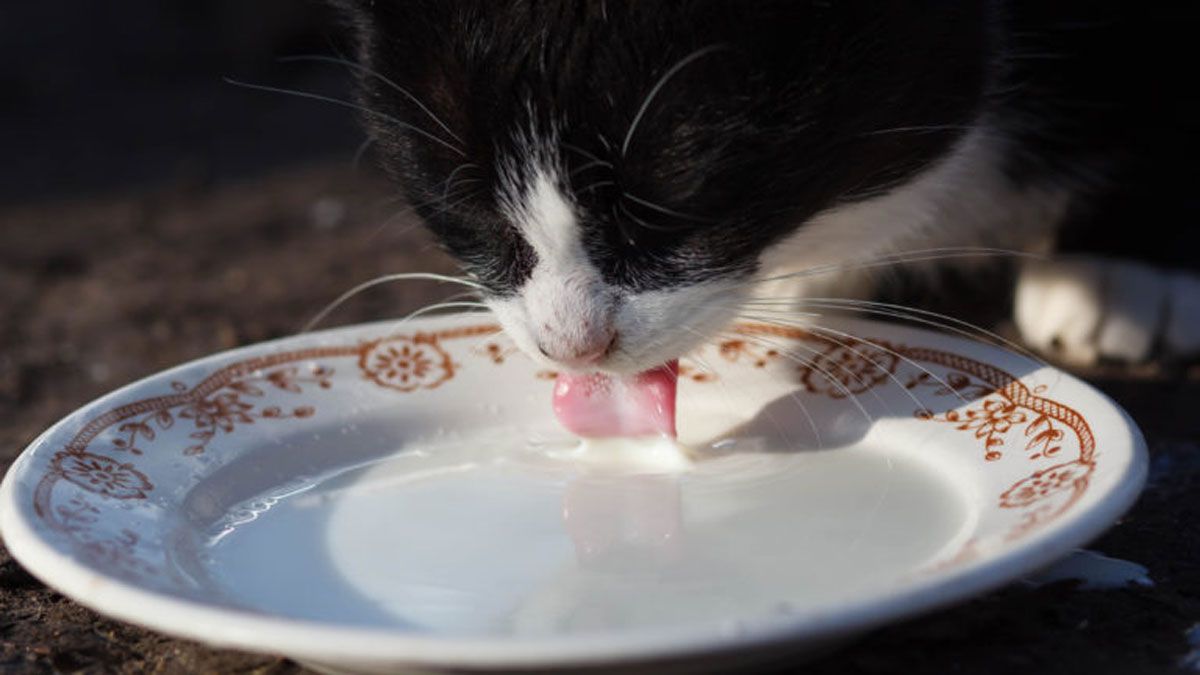 No es recomendable que tu gato tome leche de vaca.