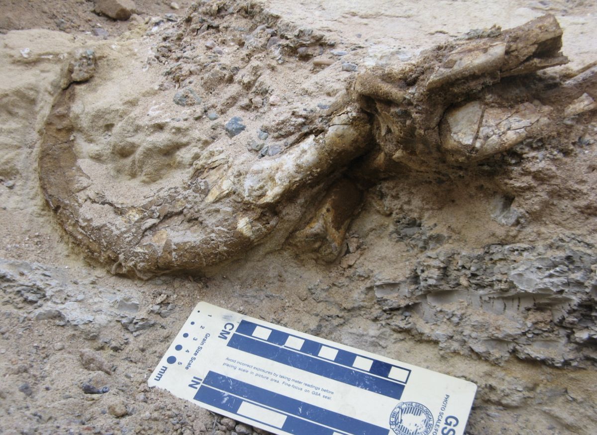 Este es uno de los descubrimientos más importantes del año.