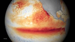 El fenómeno climático de El Niño podría ser especialmente fuerte este año. El fenómeno climático de El Niño podría ser especialmente fuerte este año.