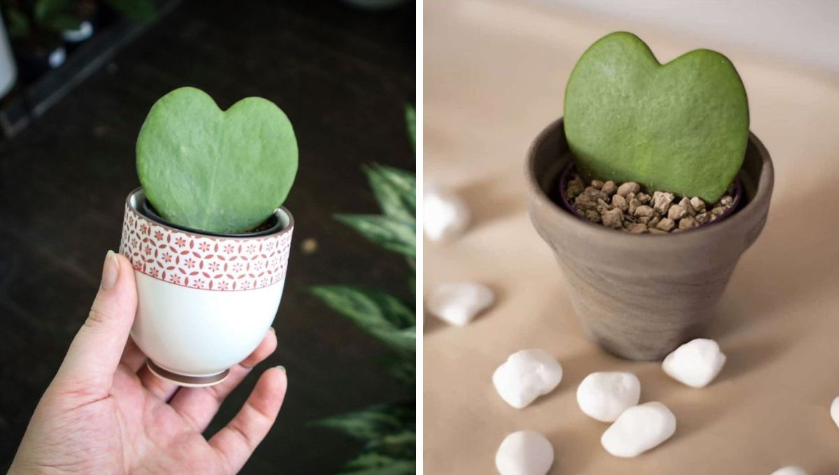 Suculenta corazón: la planta pequeña y decorativa que no requiere muchos cuidados