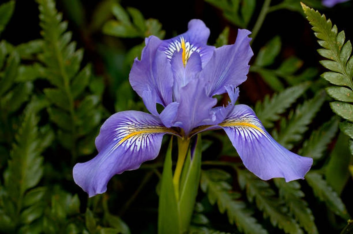 El lirio se destaca por sus hermosas flores. El lirio se destaca por sus hermosas flores.