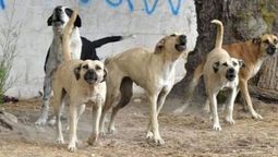 El perro que atacó al niño en San Rafael es de raza mestiza y pertenece a la familia (imagen ilustrativa).