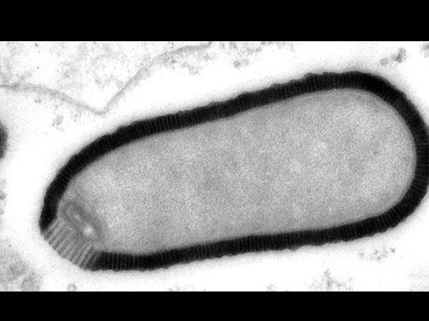 Resucitan a un virus de 30.000 años