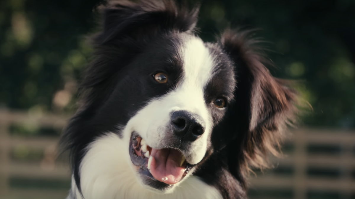 El documental sobre la mente de los perros estrenó en Netflix hace algunos días y está entre lo más visto de la plataforma.