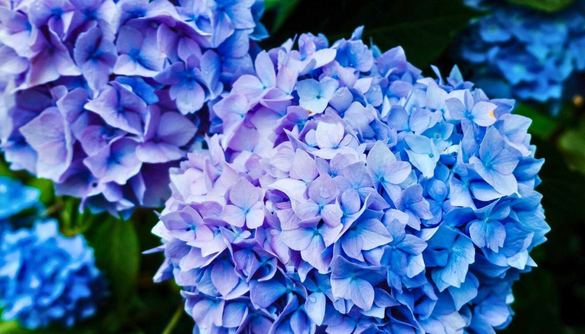 Cómo cambiar el color de las flores de hortensias y transformar el jardín en una fiesta de color