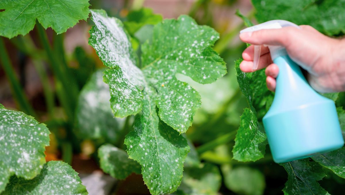 Por qué hay que poner agua con jabón blanco a las plantas y para qué sirve