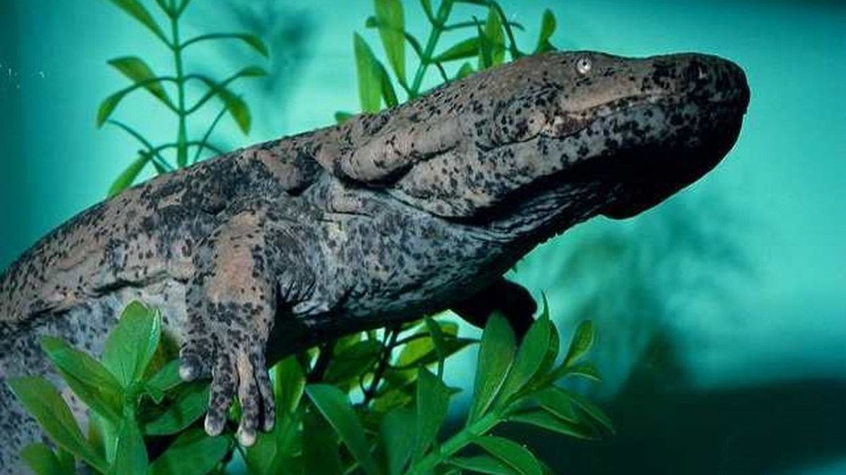 Gaiasia jennyae Gaiasia jennyae