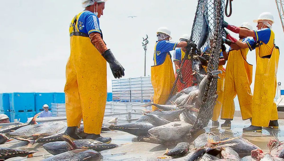 ¿Por qué Japón importa pescado si es una de las mayores potencias pesqueras del mundo?