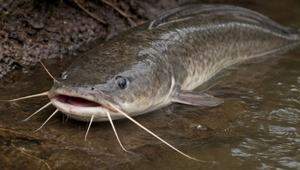 El pez de África que puede caminar y deja los ríos de América del Sur sin peces